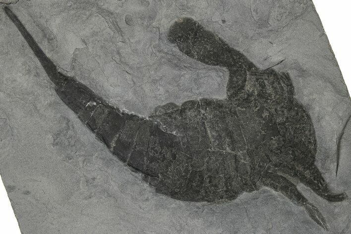 Eurypterus (Sea Scorpion) Fossil - New York #310223
